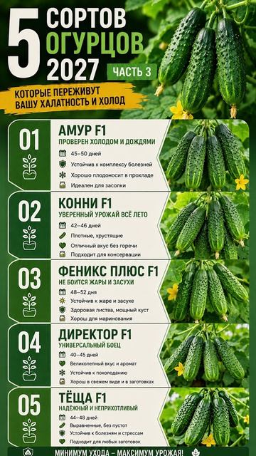 5 сортов огурцов на 2027 год. Часть 3