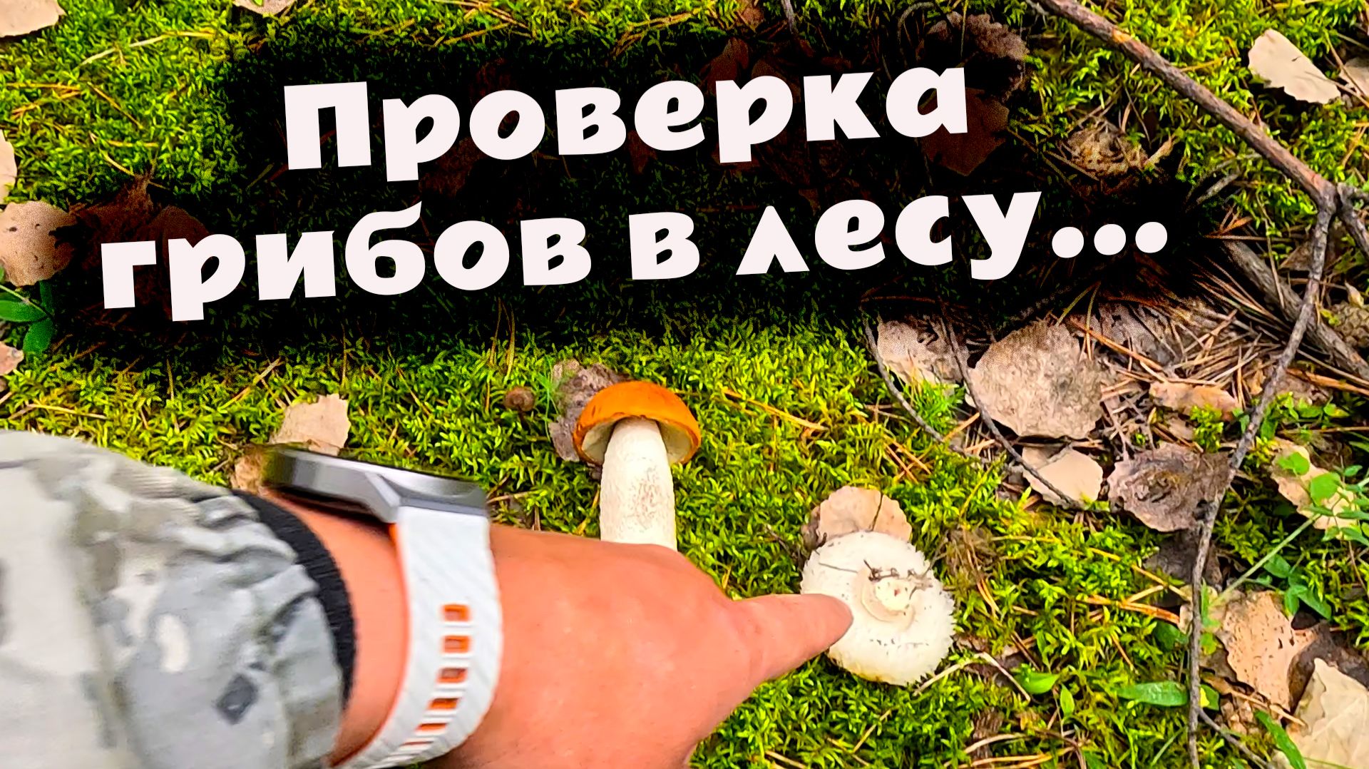 Начало грибного сезона только в августе? Красноголовики, маслята и другие находки в лесу. #грибы