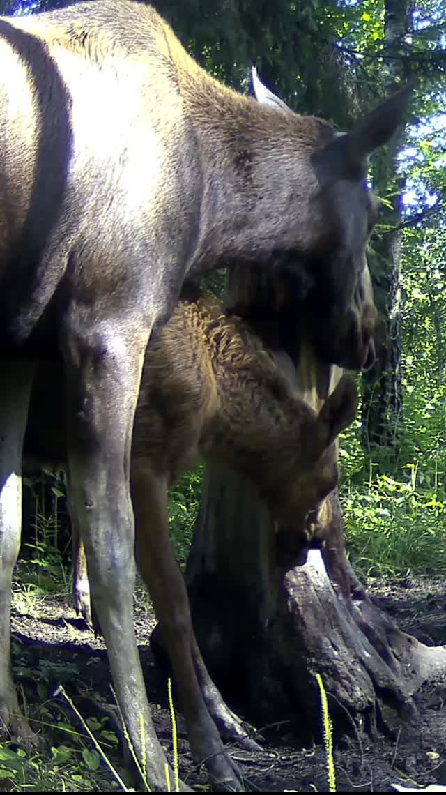 Natures Beauty: Moose and Roe Deer Up Close
