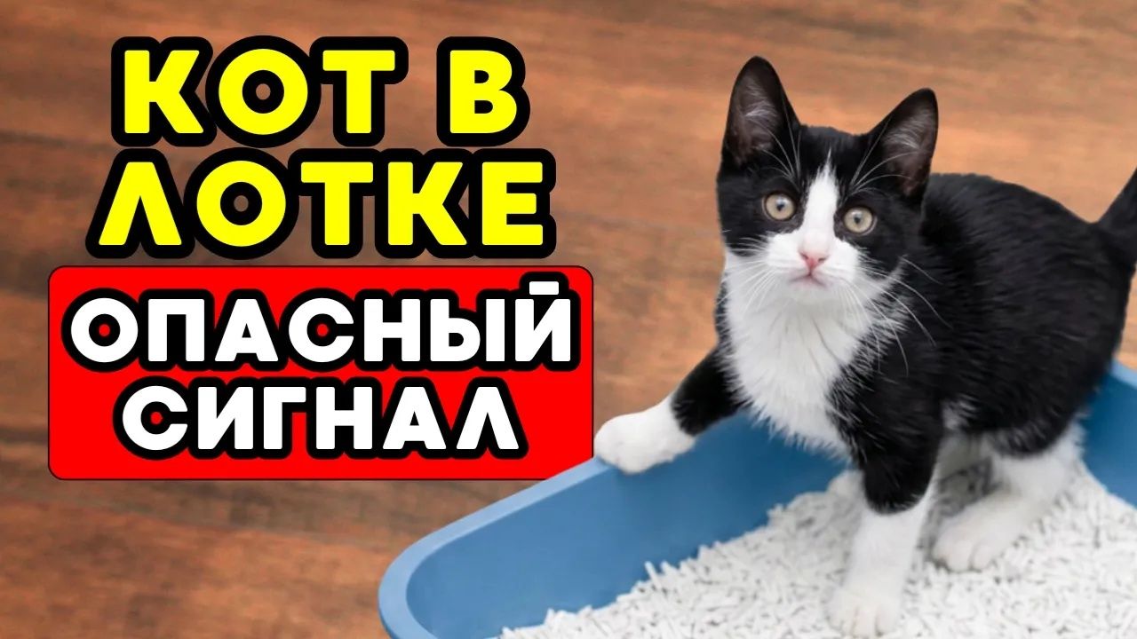 Если ваш кот делает ЭТО в лотке — будьте осторожны!