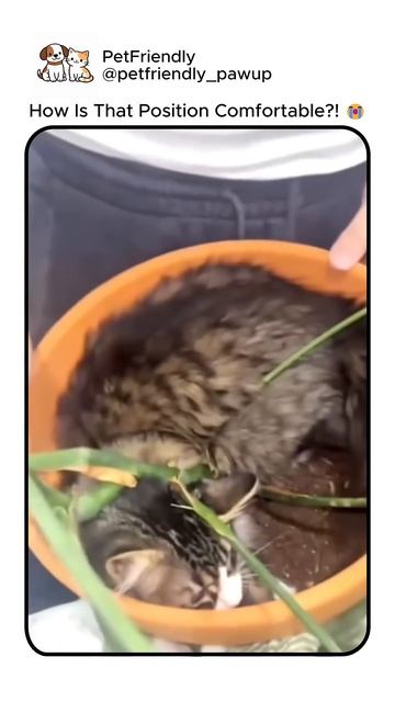 These Cats Have Mastered The Art Of Sleeping 😂(1)