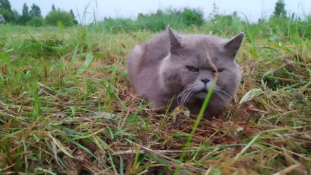 Кот Мартин Лютер 4 июля