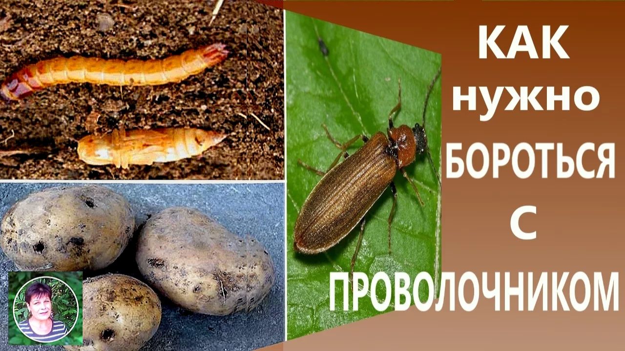 Проволочник на огороде: как избавиться от вредителя и защитить урожай
