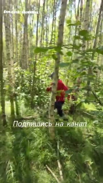 Ломаем засохшие деревья в лесу сможем ли мы это сделать