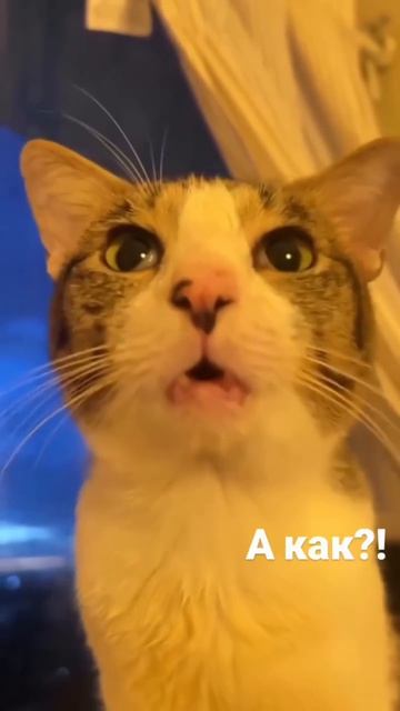как быть стройным?
юмор