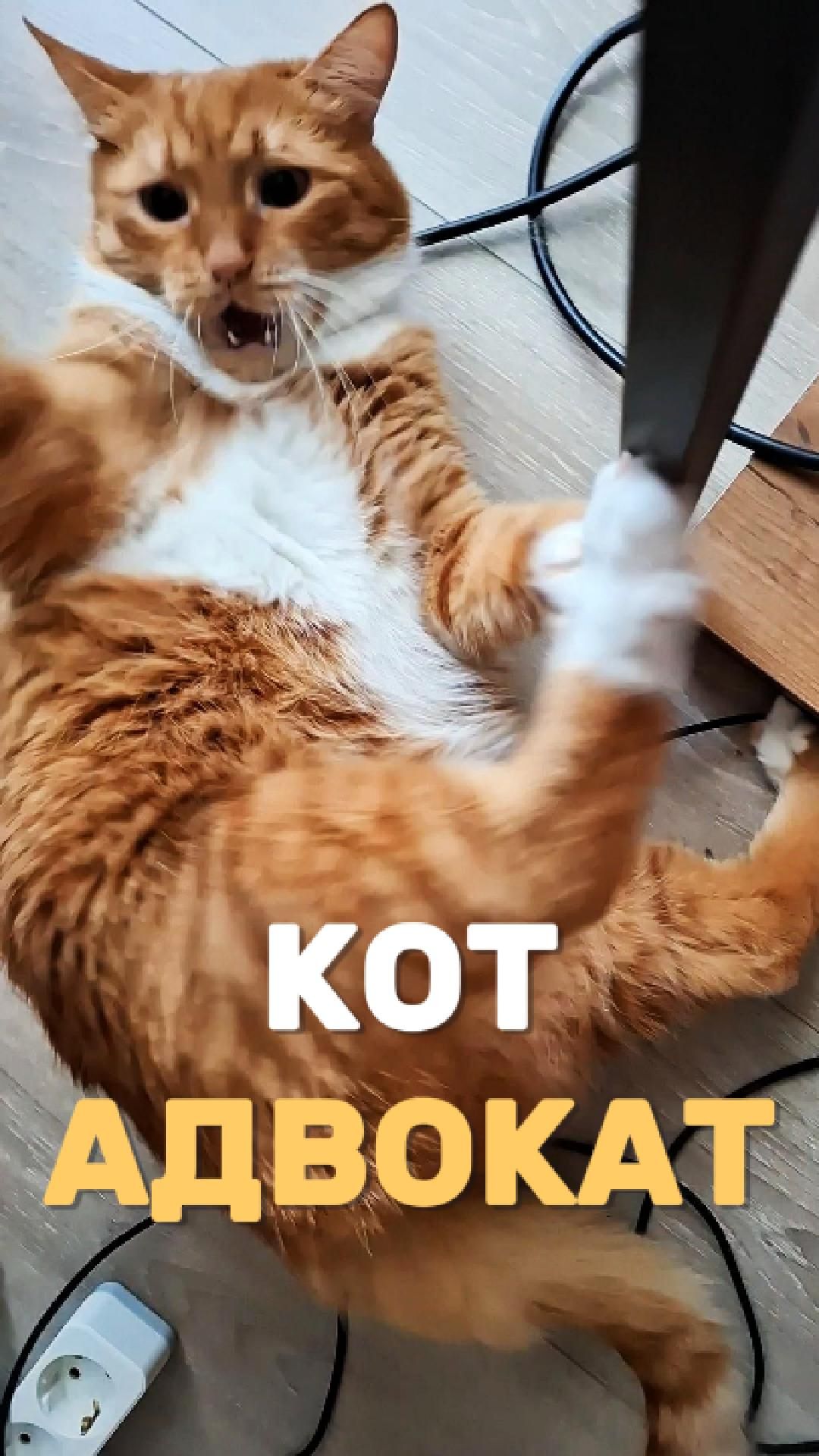 Кот адвокат