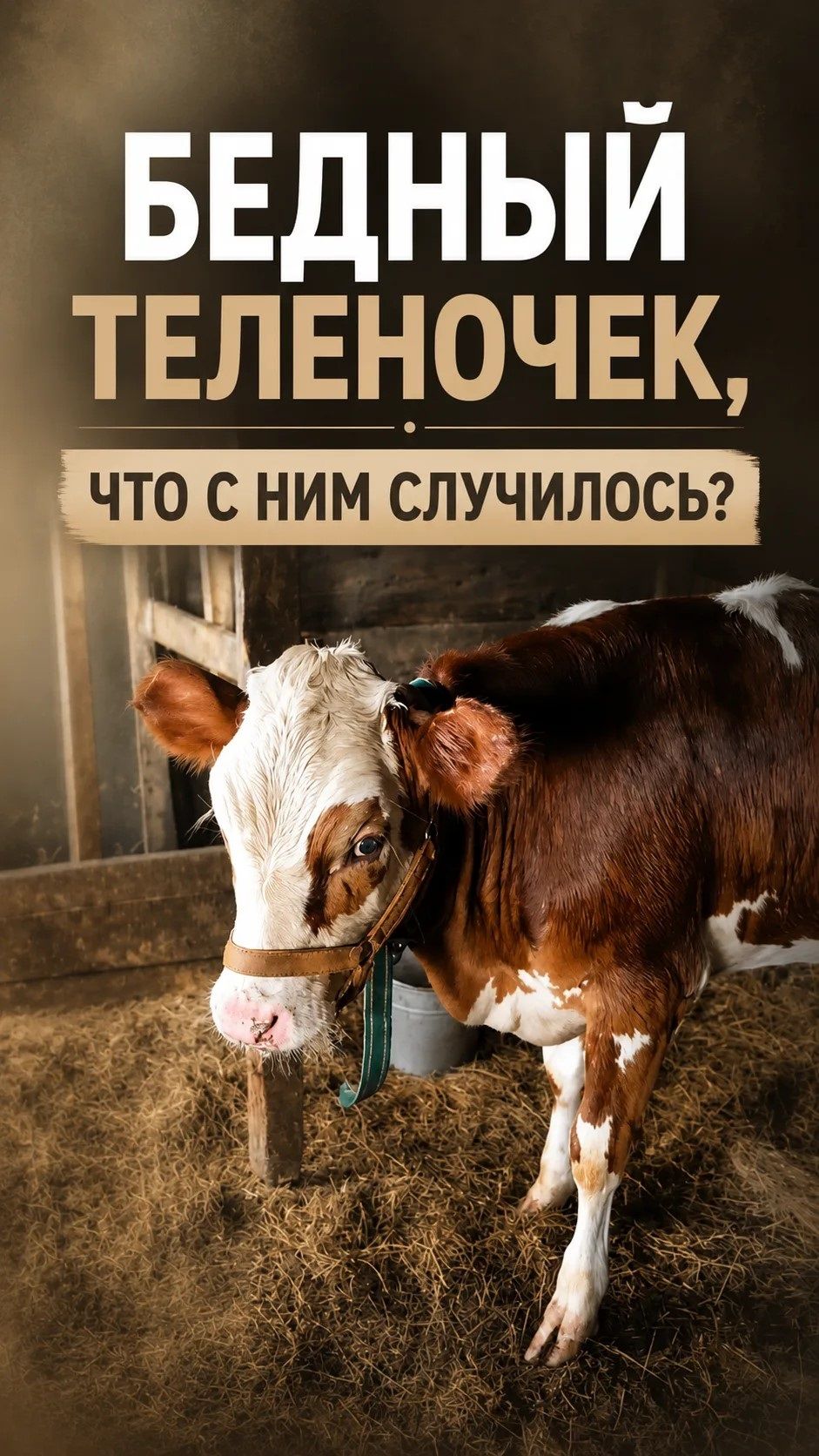 Диарея, потеря аппетита у теленка. Даем срочно Ветоспорин.