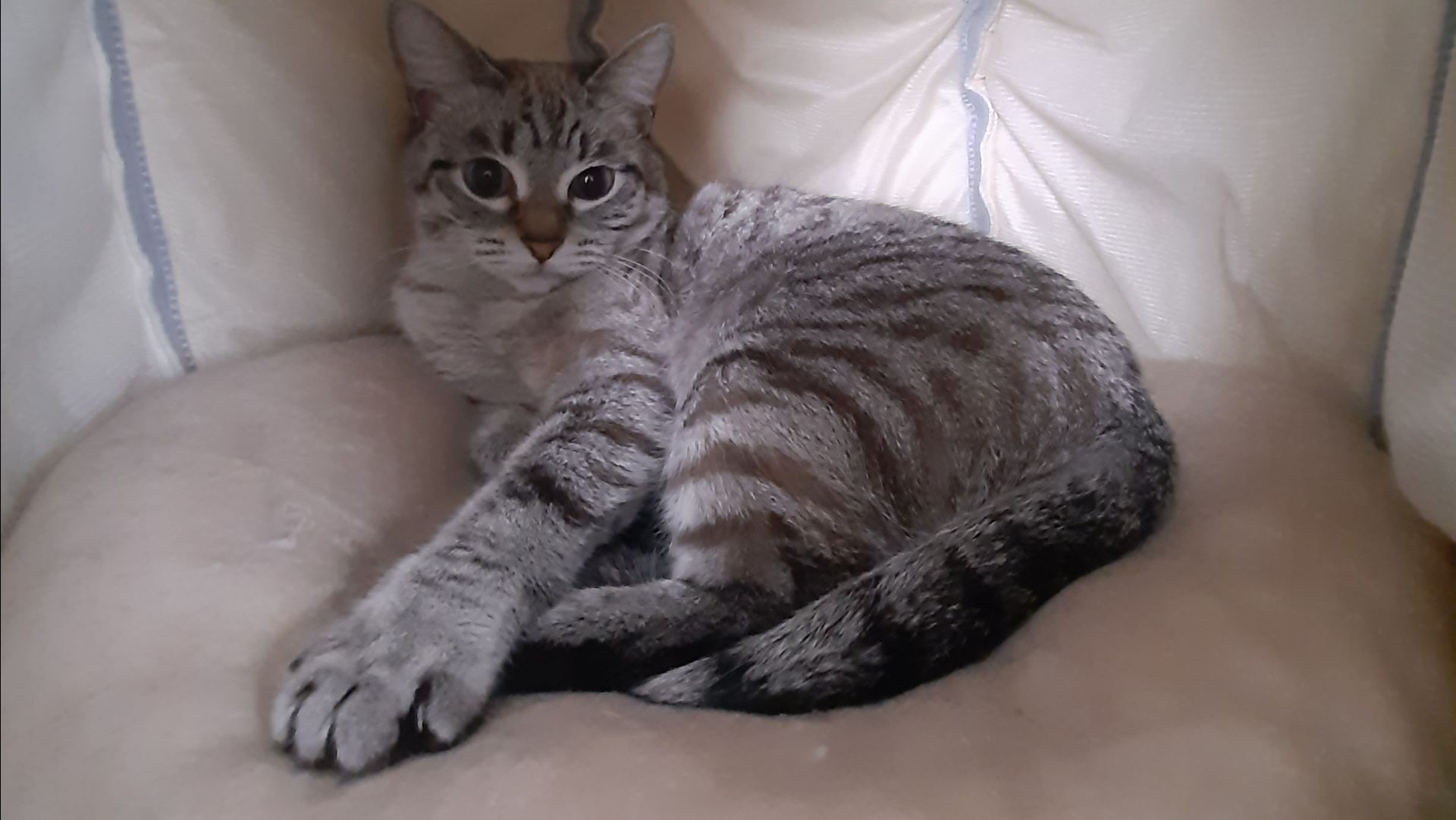 Кот пофигист