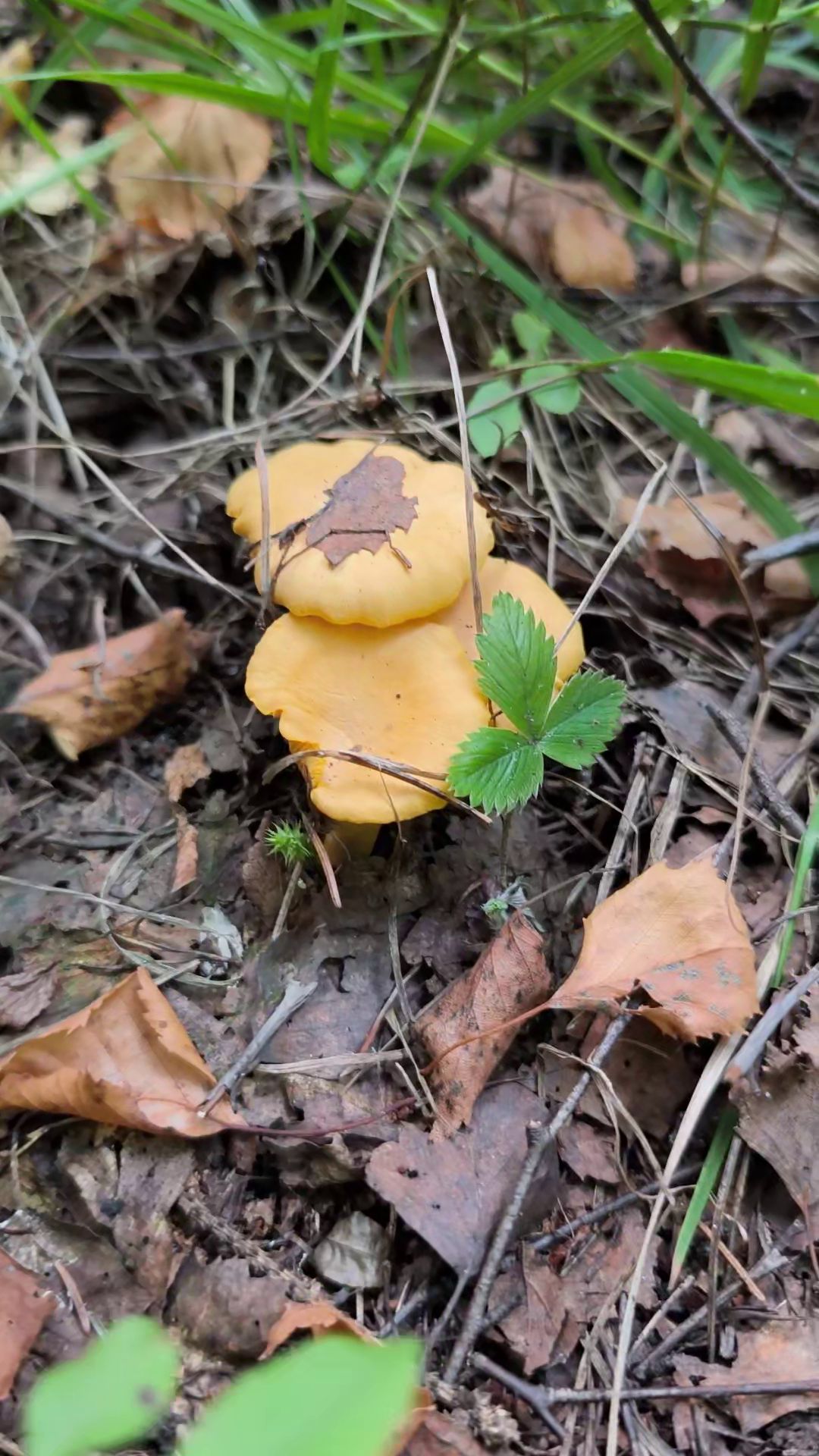 Где прячутся ЛИСИЧКИ? Хитрости лесной разведки 🍄🦊 #лисички #грибы
