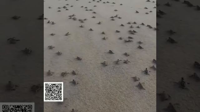 Скажите, до моря далеко? Тыщу кэмэ? Ниче се пляж отгрохали!
