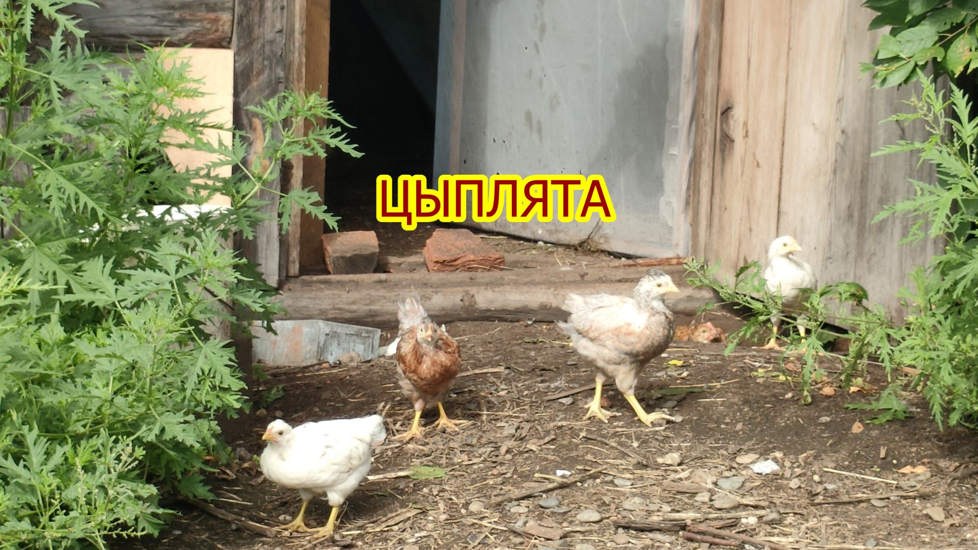 Домашка... Цыплята.
