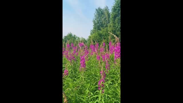 Иван-чай #shorts