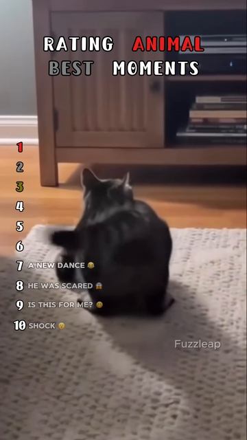 Funny Cats And Dogs #cat #funnycats #dog #funnydogs(1)
