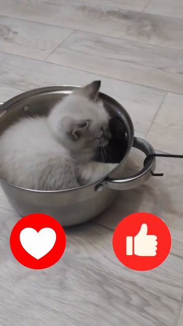 Видеоподборки про животных кошек собак
приятного просмотра❤️🤝