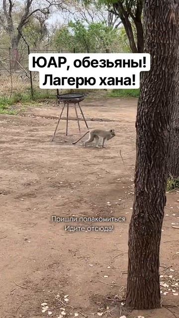 Соседскому лагерю хана! Обезьяны опасны! Больше про автотрип по Африке без туров и гидов в профиле!