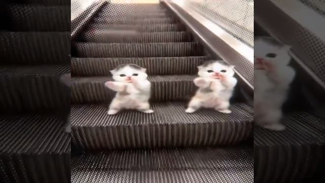 Танцующие котята