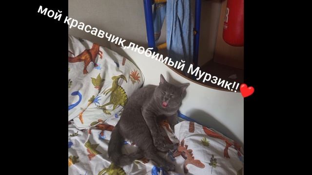 Мурзик мой любимый котик!!!