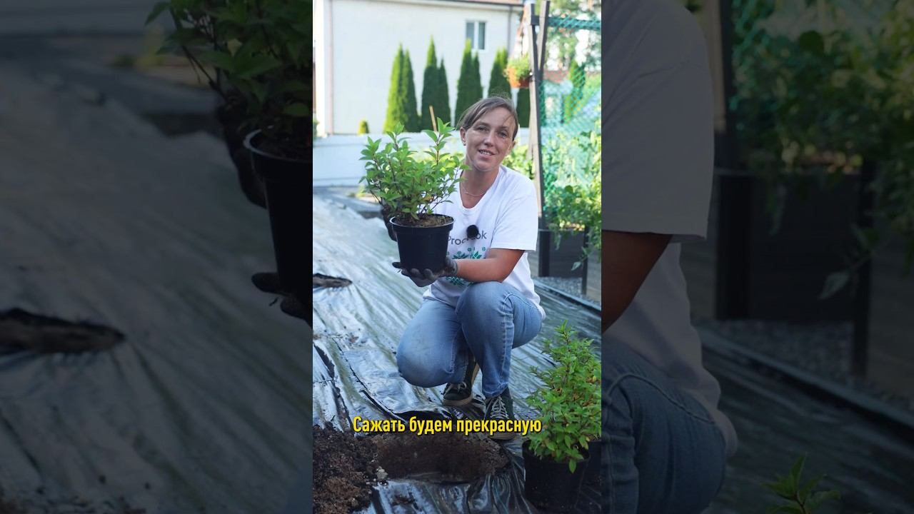 Гортензия будет цвести пышными шапками из года в год, если посадить ее так!
