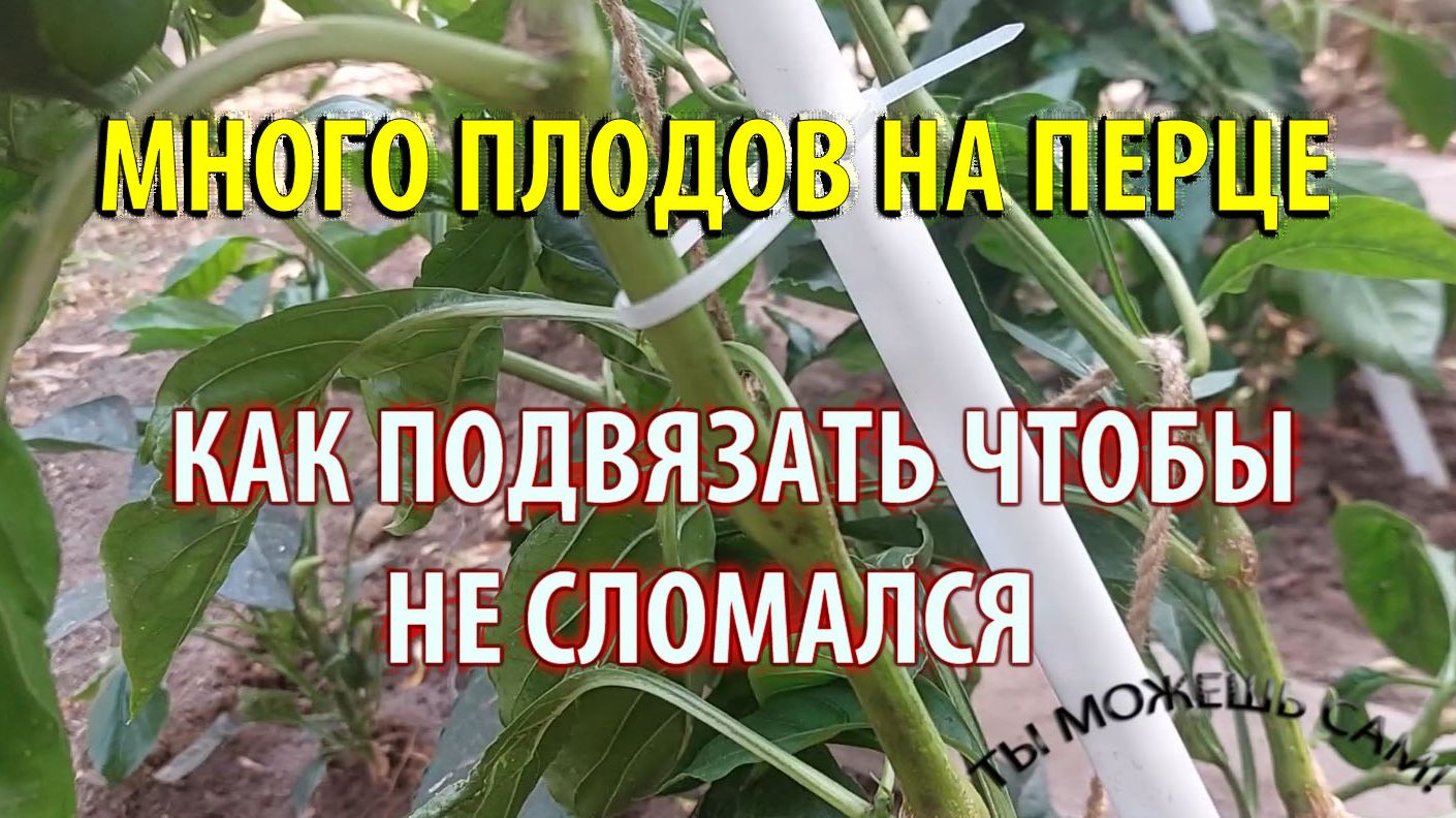 Как подвязать перец на опоре когда много плодов он ломается