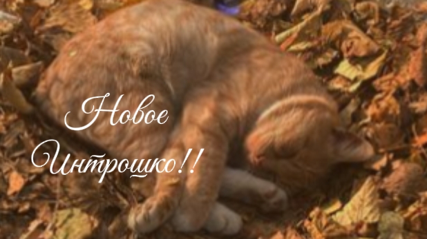 Интро! А так-же я перешла на осеннею  тему🍂 в опис новая ссылка на мой Макс канал!!!