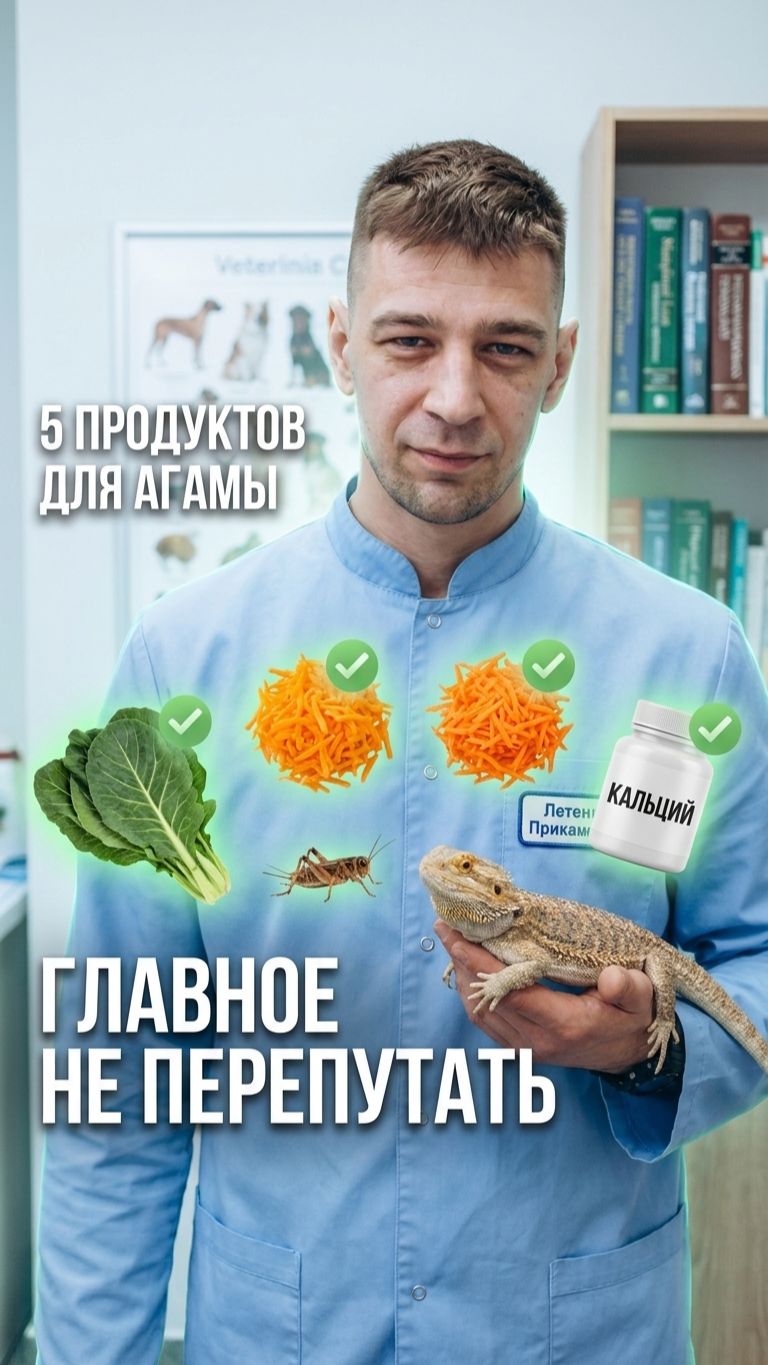 🦎 Чем кормить бородатую агаму: рацион по возрасту