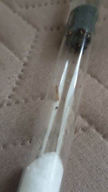 Купил дерновых муравьёв Tetramorium caespitumновый декоржуки знахаримоя матка с дачи