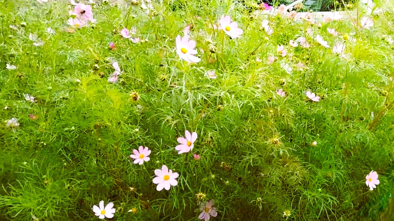 Цветы у дома, красивая космея🌺