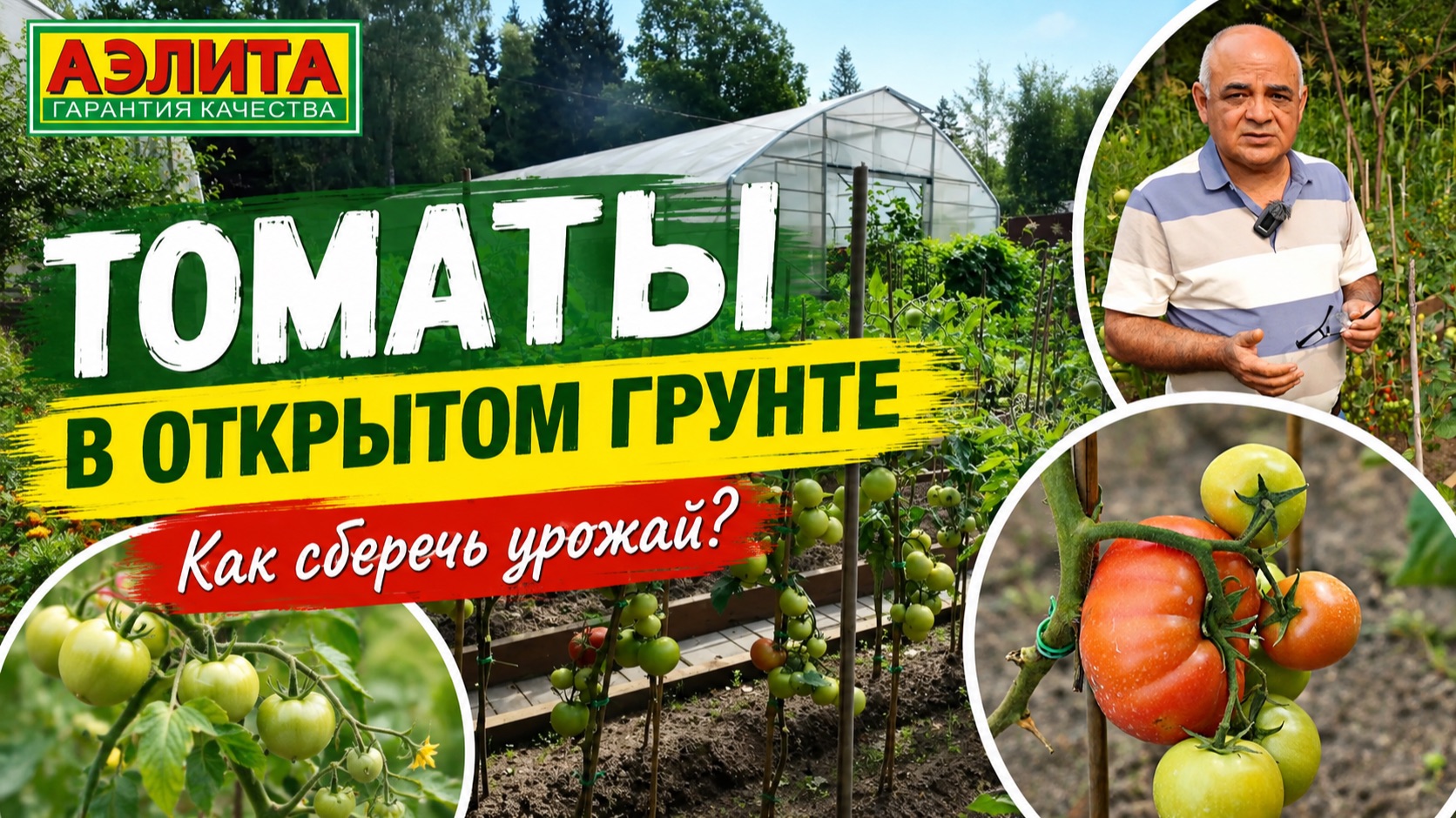 ТОМАТЫ в открытом грунте. Как сберечь урожай в августе?
