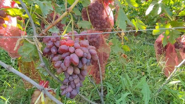 Дикий ангел. Донское казачество. Очень ранний