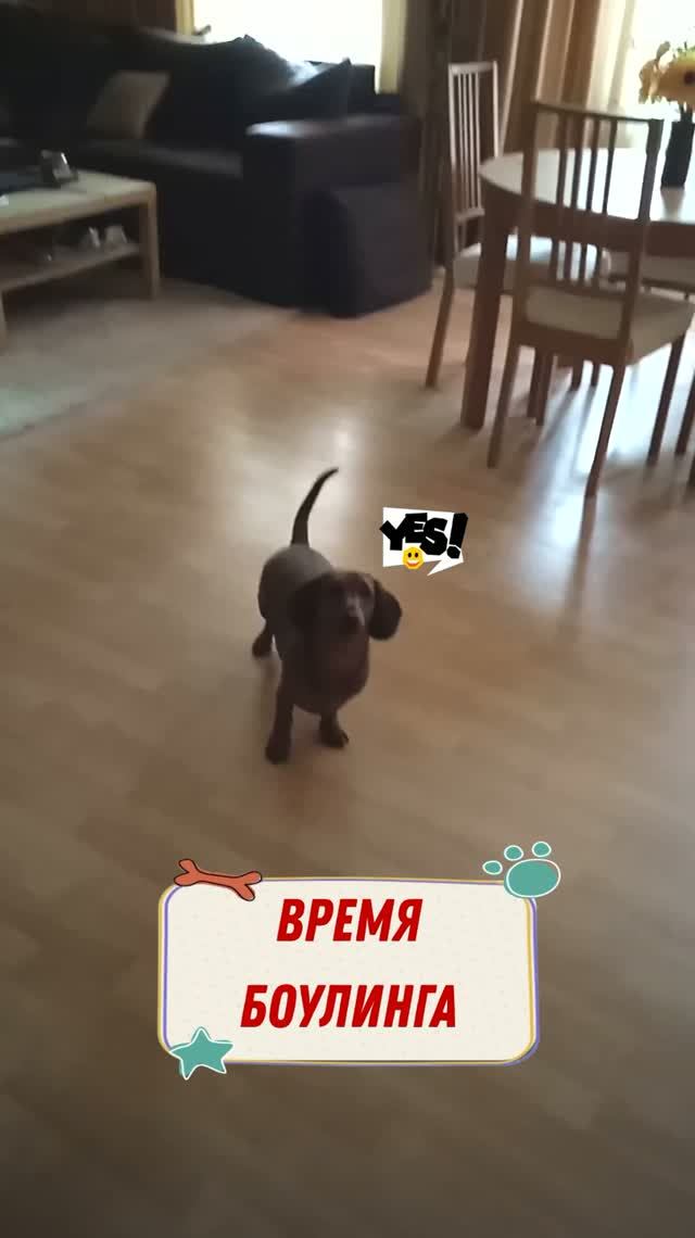 Буду играть в боулинг обрадовалась такса Алиса, и ...