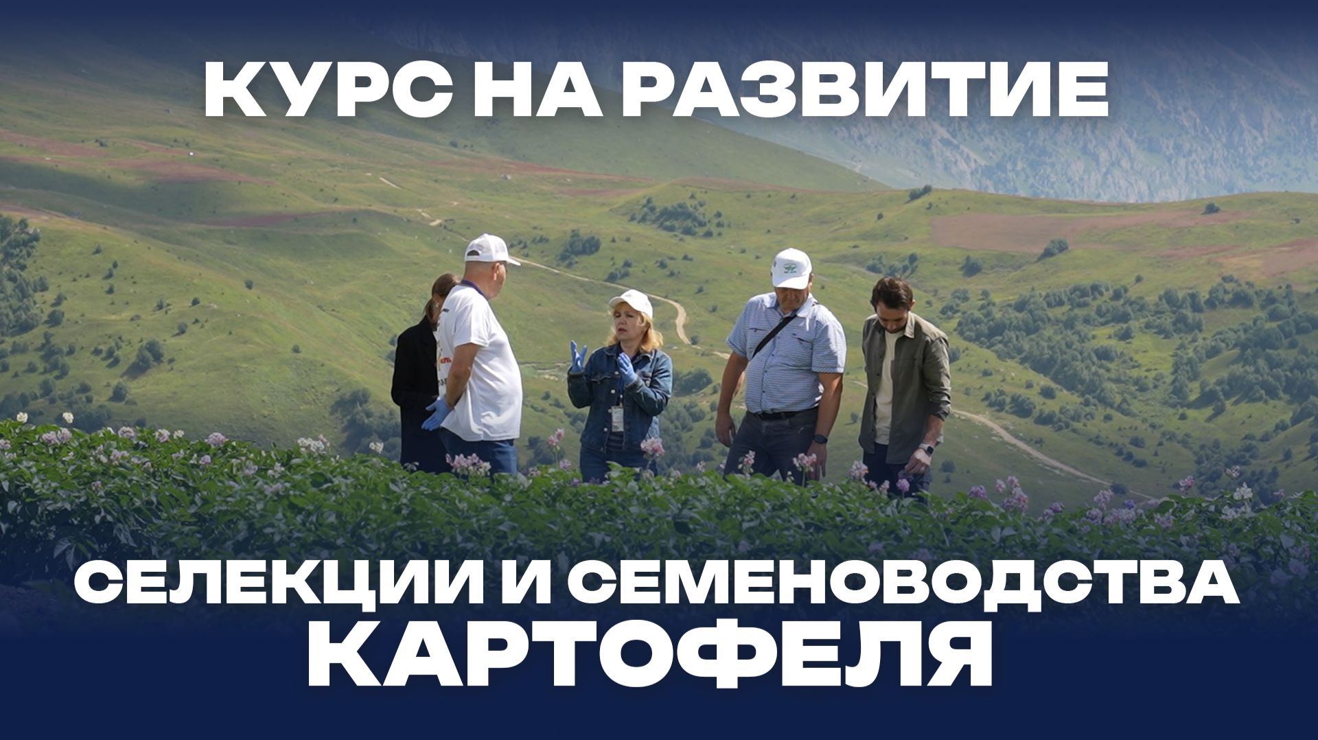 Курс на развитие селекции и семеноводства картофеля