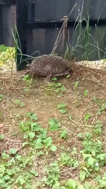 мы нашли ёжика