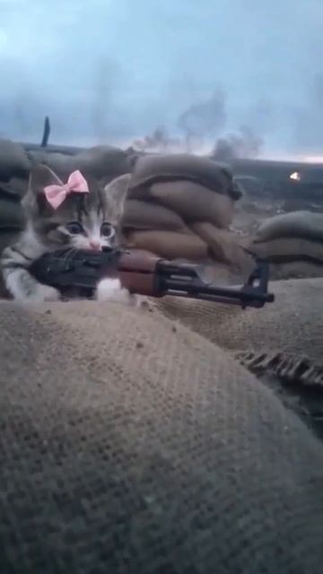 ВЕСТОЧКА С ФРОНТА