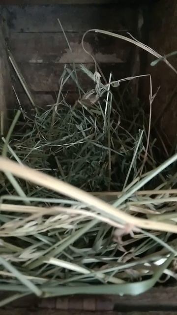 Ещё будут крольчата!