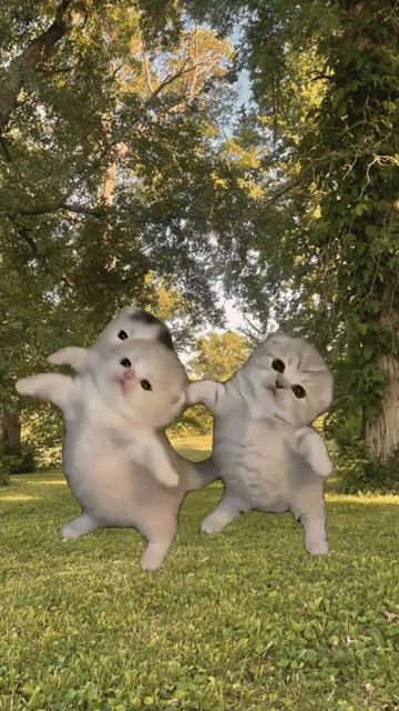 Котики танцуют - тренд 2cat Fypシ