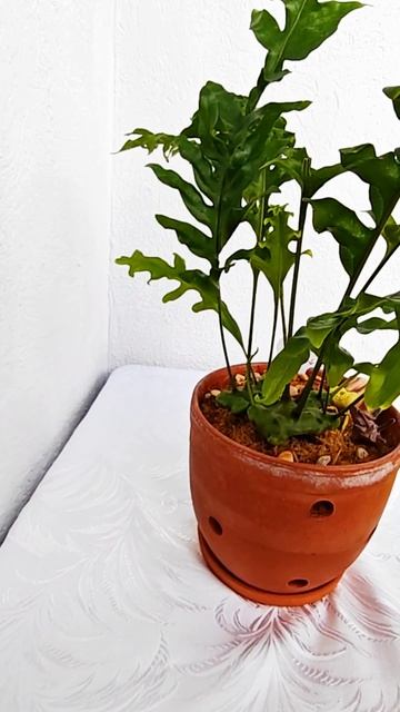 Леканоптерис селебика (Lecanopteris Celebica)