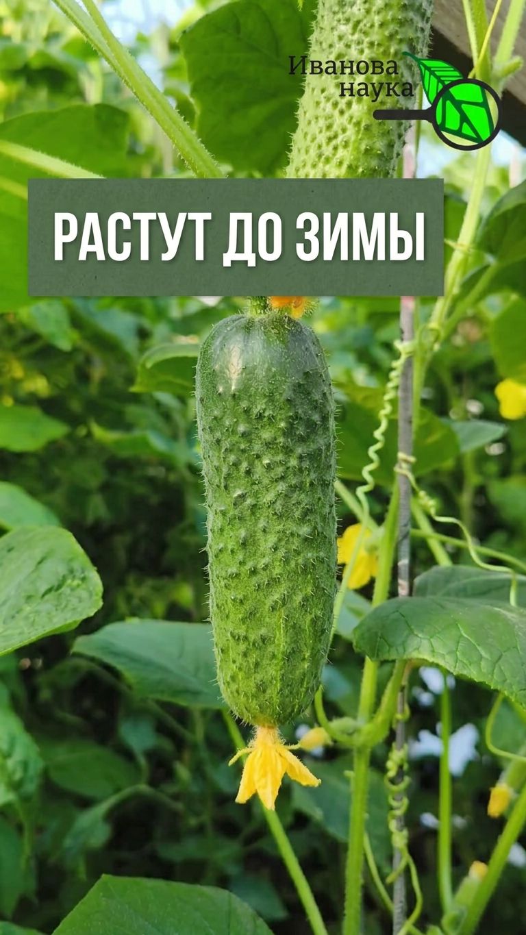 🥒 ОГУРЦЫ ЖЕЛТЕЮТ И СОХНУТ? Без паники! Один простой шаг и снова море огурцов.