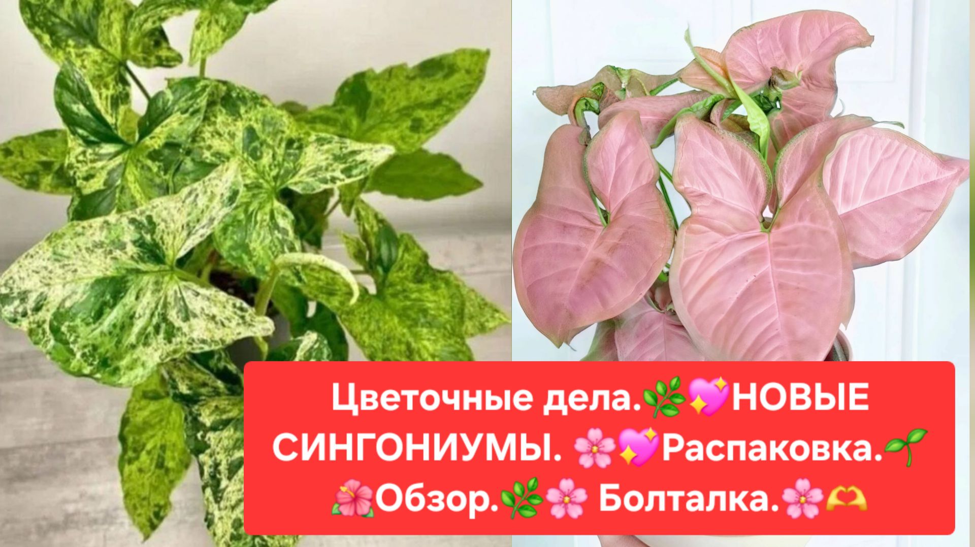 НОВЫЕ СИНГОНИУМЫ🌸🍀 РАСПАКОВКА💖🌷ОБЗОР🍀БОЛТАЛКА.🌺🌳
