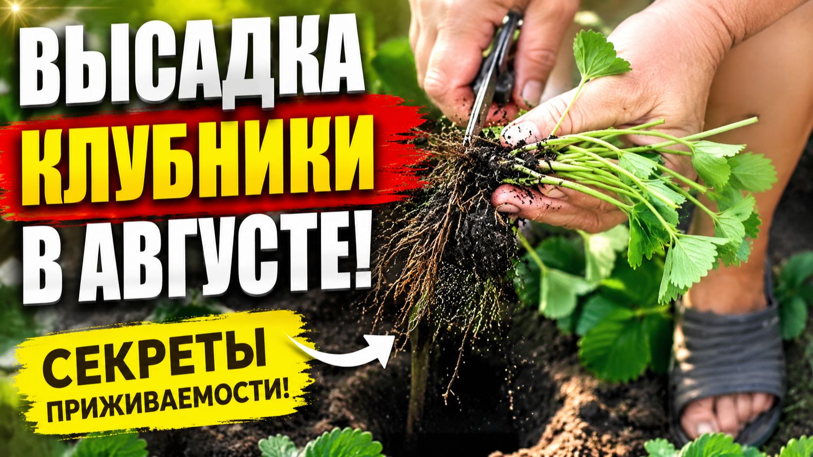 Высадка клубники. Подготовка участка и высадка клубники!