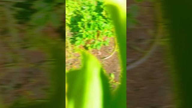 1000060815.mp4