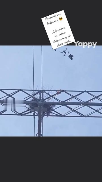 Просыпаемся! Бодримся! 😎

Две сороки отгоняют квадрокоптер от своего гнезда