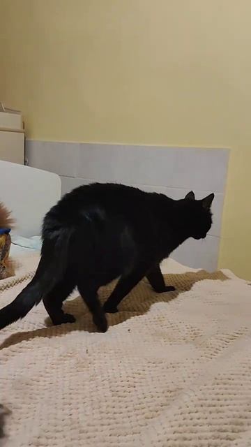 Кот учёный
