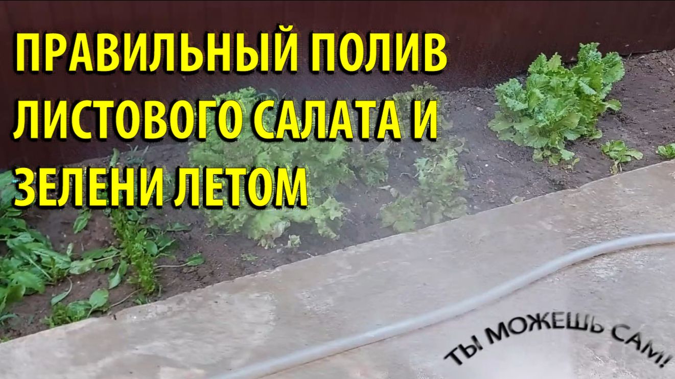 Как Правильно поливать Листовой салат и зелень летом