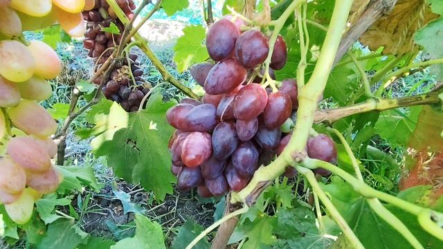 Утраченные грезы и Андромеда
