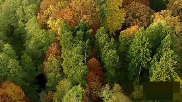 Жизнь на озере. Животные. Природа 4
