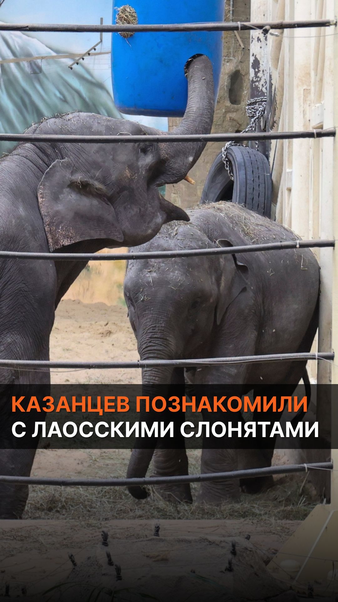 Казанцев познакомили с лаосскими слонятами