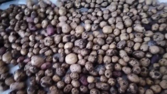 И блинов напекла с мясом.И картошку выкопали.