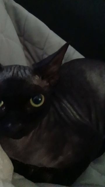 майя