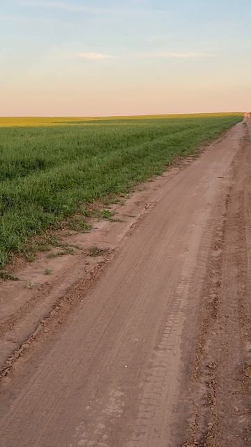 Серые куропатки