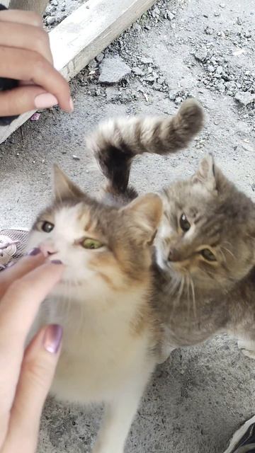 Красивые котики в Ингушетии.